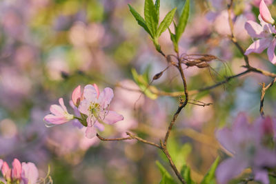 Close-up of pink flowering plant