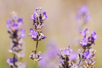 Close-up of purple flowering plant