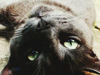 Close-up portrait of dog