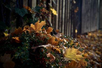 Close-up of dry leaves on plant during autumn