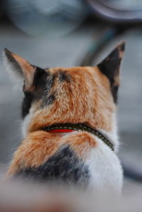Close-up of dog