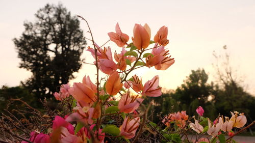 Close-up of pink flowers blooming on tree