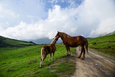 Horses grazing on field against cloudy sky