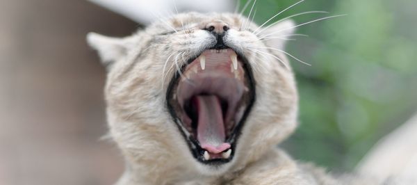 Close-up of a cat yawning