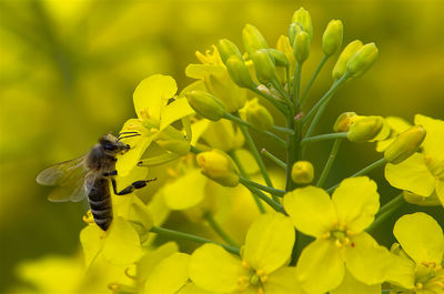 Close-up of bee pollinating flower