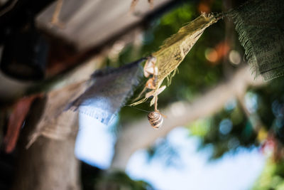 Low angle view of spider hanging on tree