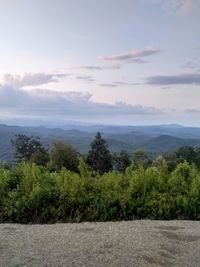 Scenic view of forest against sky