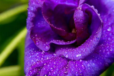 Close-up of wet purple flower