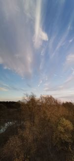 Plants growing on land against sky