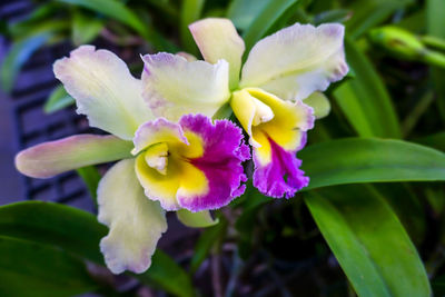 Close-up of purple flowering plant