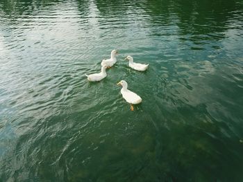 High angle view of swan swimming in lake