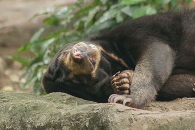 Monkey relaxing on rock