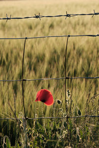 A single red poppy under barbed wire on south downs national park with the sun setting 