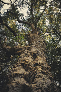 Low angle view of trees in forest