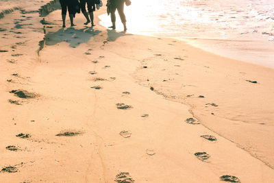 View of dog on beach