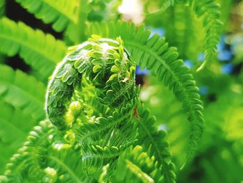 Close-up of insect on plant