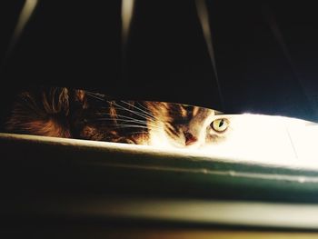 Close-up portrait of cat