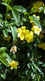 Close-up of yellow flowers blooming outdoors