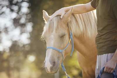 Man is stroking of therapy horse. 