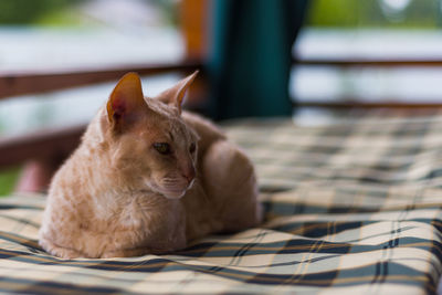 Close-up of a cat resting