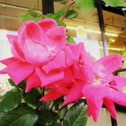 Close-up of pink rose