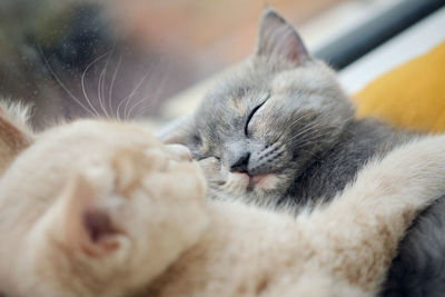 Close-up of two cute fluffy cats napping together 