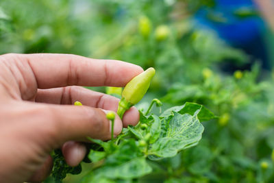 Close-up of hand holding plant