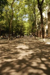 Trees in park