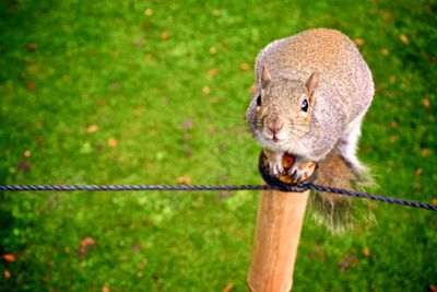 High angle view of squirrel on fence post