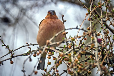 Low angle view of bird perching on tree
