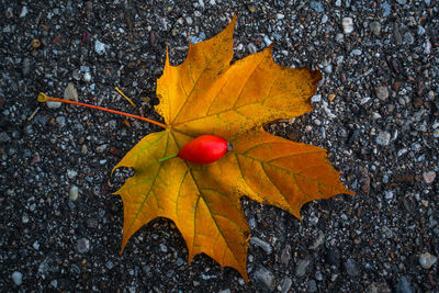 High angle view of dry maple leaves