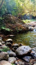 Stream flowing through rocks in forest