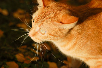 Close-up of a cat looking away