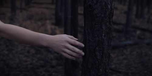 Cropped image of person touching tree trunk in forest