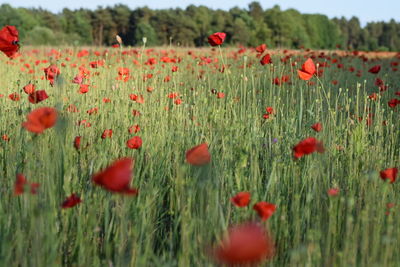 Close-up of poppies in field