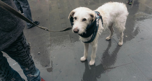 Low section of dog standing on street in city