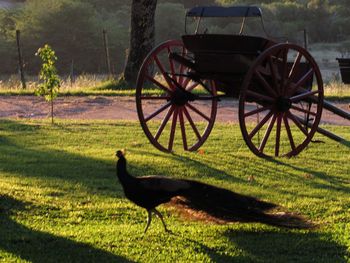 Side view of a bird on a field