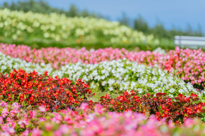 Close-up of purple flowering plants on field