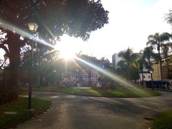 Sun shining through trees