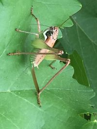 Close-up of insect on leaf