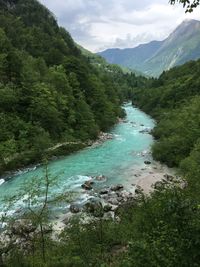 Scenic view of river amidst trees in forest against sky