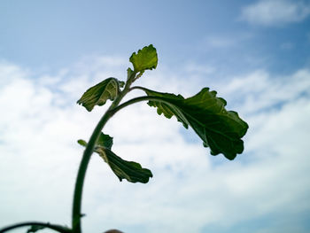 Low angle view of plant against sky