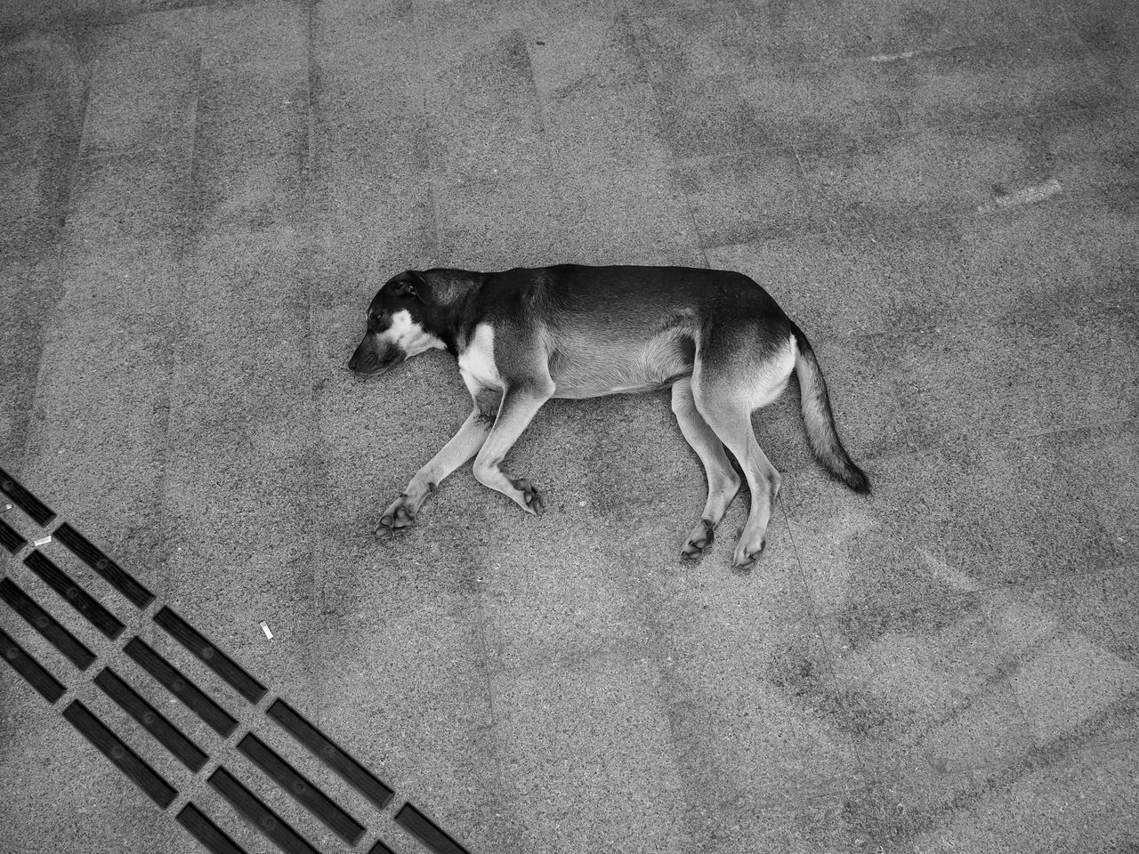 HIGH ANGLE VIEW OF DOG LYING DOWN ON FOOTPATH