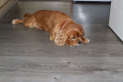 High angle view of dog lying on floor