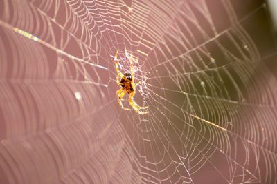 Close-up of spider on web