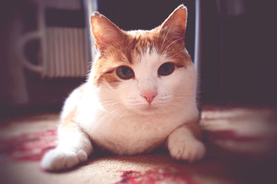 Close-up portrait of cat resting