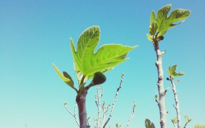 Low angle view of new leaves growing on plants