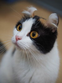 Close-up portrait of cat