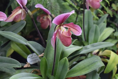 Close-up of pink flowering plant