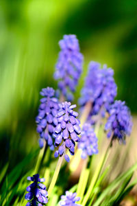 Close-up of purple flowering plants on field